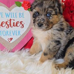 Blue Merle Female - Blue merle female Australian Shepherd puppy in Crossville, Alabama from Bluff View Aussies