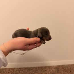 Dachshund Puppies from Fogle Kennels Training Center