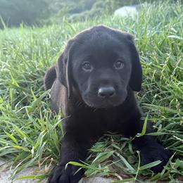 RJ - Black male Labrador Retriever puppy in Angola, Indiana from Reniers Labrador Retrievers
