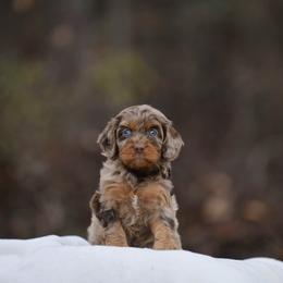 Australian Mountain Doodle, Bernedoodle, and Cavapoo Puppies from Cedar Wood Farms