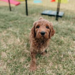 George - Apricot male Goldendoodle puppy in Yukon, Oklahoma from Bows and Ties Doodles, LLC