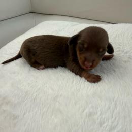 Boy number one - Chocolate and tan male Dachshund puppy in Spokane, Washington from Dearhaven Doxie