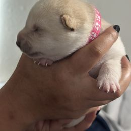 Mochi- rice cake - Cream female Shiba Inu puppy in Lehigh Acres, Florida from SWFL Happy Dogs