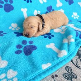 Edward - Cream male Dachshund puppy in Molino, Florida from Dooney's Dachshunds
