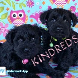 Miniature Schnauzer Puppies from Kindred’s Classic Miniature Schnauzers