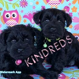 Miniature Schnauzer Puppies from Kindred’s Classic Miniature Schnauzers