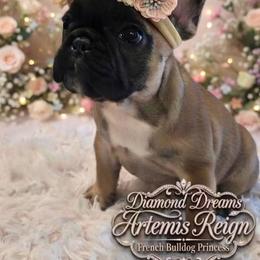 Artemis - Fawn brindle and white female French Bulldog puppy in Okmulgee, Oklahoma from Diamond Dreams French Bulldogs