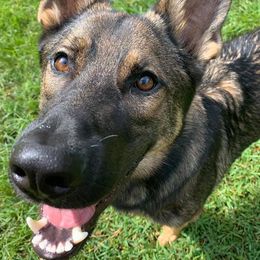 German Shepherd All Grown Up from Angel Oak German Shepherds