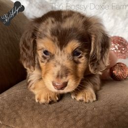 Dachshund and Miniature Schnauzer Puppies from The Bossy Doxie Farm