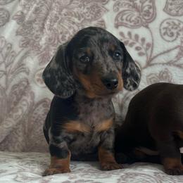 Male 3 - Dapple male Dachshund puppy in Sauk Village, Illinois from Midwest Timberland Pups
