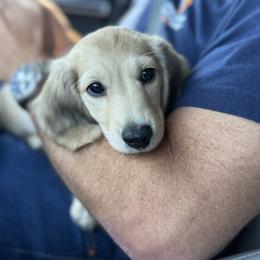Dachshund and Golden Retriever Puppies from Grove Haven Canines