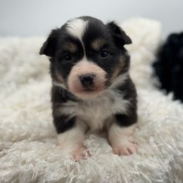Gracie-White collar female - Black and tan female American Corgi puppy in Benjamin, Utah from Nuna’s  Corgis