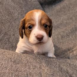 Sissy - Chocolate and tan female Dachshund puppy in Cambridge, Ohio from Mindy's Mini Dachshunds