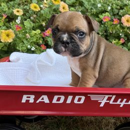 French Bulldog Puppies from DeWitt Frenchies
