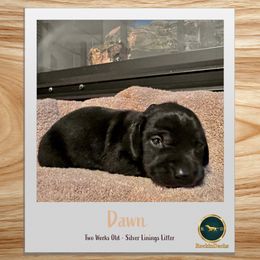 Dawn - Black and tan female Dachshund puppy in Cave Junction, Oregon from Rockindachs