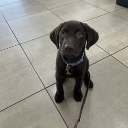 Girl 1 - female Labrador Retriever puppy in Stewartville, Minnesota from Post Family Retrievers