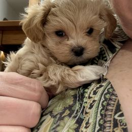 Max - Cafe au lait male Maltipoo puppy in Fredericksburg, Ohio from Edna Keim