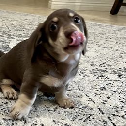 Dachshund Puppies from The Spotted Doxie