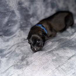 Blue collar 2 - Mahogany male Belgian Malinois puppy in Midway, Georgia from C4MALINOIS