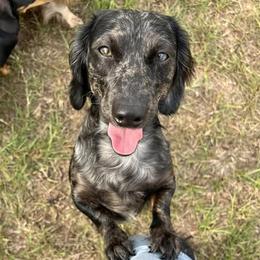 Dax - Dachshund