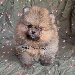 Coco Puff - Orange sable female Pomeranian puppy in New York from Willow Dove Pugs