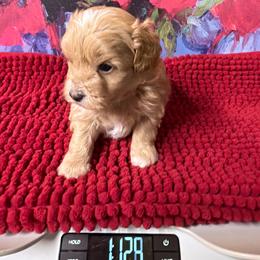 Mark - Apricot male Maltipoo puppy in Lawrenceburg, Tennessee from LUV Poodles and Maltipoos