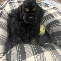Boy 3 - Black and tan male Cocker Spaniel puppy in Owosso, Michigan from Lapoco