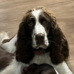Willow Lane - English Springer Spaniel