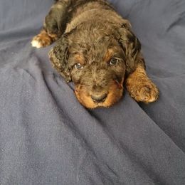 Forrest - Merle male Bernedoodle puppy in Christiana, Tennessee from Southern Home Pups