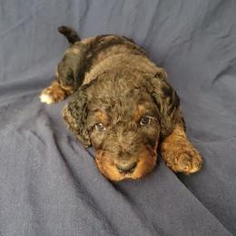 Forrest - Merle male Bernedoodle puppy in Christiana, Tennessee from Southern Home Pups