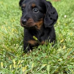 Girl 2 - Black and tan female Dachshund puppy in Belmont, Wisconsin from ATR Dachshunds