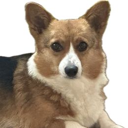 Jem - Pembroke Welsh Corgi
