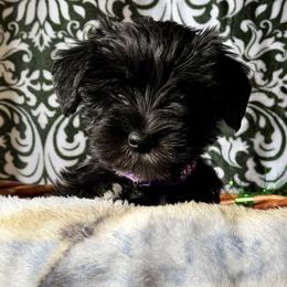 Dottie - Black female Miniature Schnauzer puppy in Frankford, Delaware from Miniature Schnauzers of Delmarva