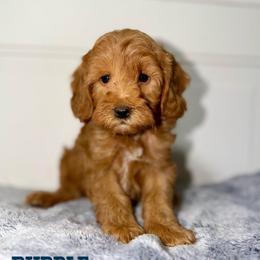 Rubble - Red male Australian Labradoodle puppy in Beecher, Illinois from Erica’s Doodles
