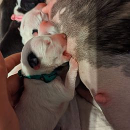 Miniature Bull Terrier Puppies from Annwn Mini Bulls