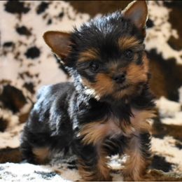 Female 1 - Black and gold female Yorkshire Terrier puppy in Concord, California from Real Yorkies of NorCal