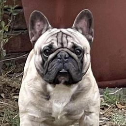 "Tajìn " French Bulldog All Grown Up from YZC Frenchies at 4C Ranch