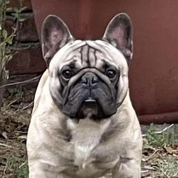 "Tajìn " French Bulldog All Grown Up from YZC Frenchies at 4C Ranch