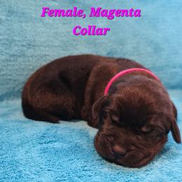 Piper - Black female Labrador Retriever puppy in Caledonia, Ohio from 7Cs Labs