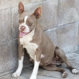 Boston Terriers from Ruben's Boston Terriers