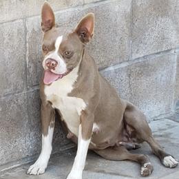 Boston Terriers from Ruben's Boston Terriers