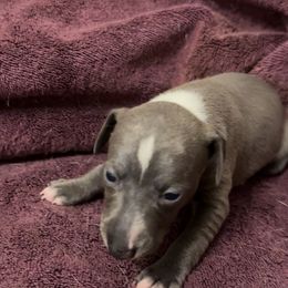 Issa. - Blue female Italian Greyhound puppy in Plains, Georgia from Amayz Italian Greyhounds