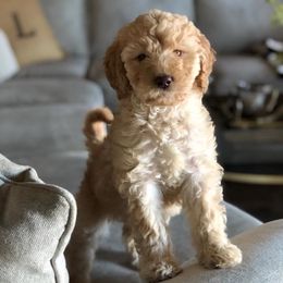 Goldendoodle, Old English Sheepdog, and Sheepadoodle Puppies from V6 Ranch Dogs