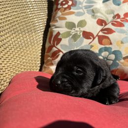 Boy 3 - male Labrador Retriever puppy in Alger, Ohio from Osborne Family Retrievers