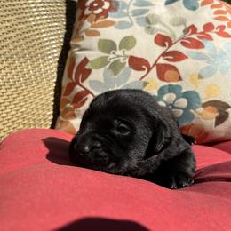 Boy 3 - male Labrador Retriever puppy in Alger, Ohio from Osborne Family Retrievers