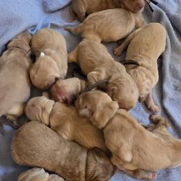 Boy 1 - male Golden Retriever puppy in Greenbrier, Tennessee from Glambleberry Goldens