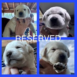 RESERVED Blue Collar Boy - Yellow male Labrador Retriever puppy in New Berlin, New York from Thistle Hill Labradors