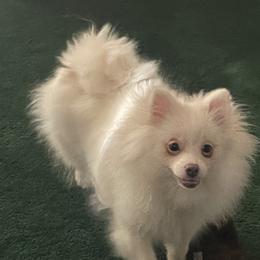 Solar - Blue female Pomeranian puppy in Stockton, California from CutiePoms