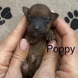 Poppy - Brown female Whoodle puppy in Pima, Arizona from Schmidt's K9s