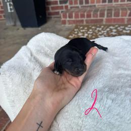 Princess - Black and cream female Dachshund puppy in Nashville, Arkansas from Dixies Dachshunds